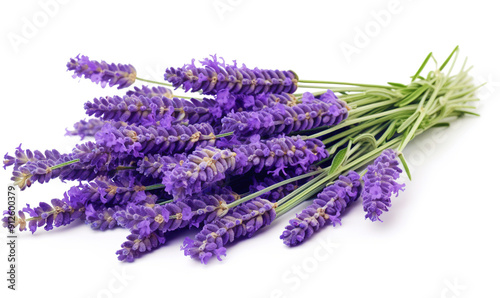 Lavender flowers isolated on a white background in a close up photograph