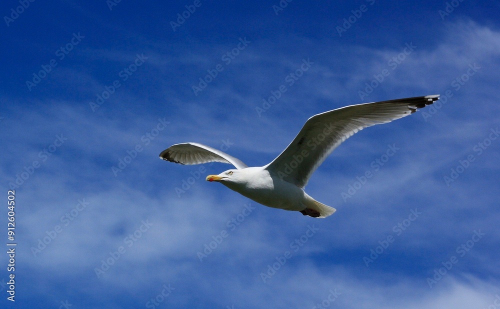 Seagull soaring in the clear blue sky on a sunny day Seagull soaring in the clear blue sky on a sunny day