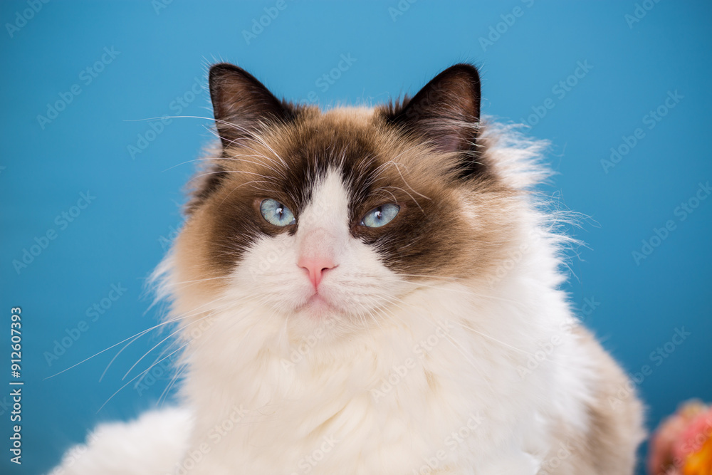 portrait of a beautiful young healthy Ragdoll cat portrait of a beautiful young healthy Ragdoll cat