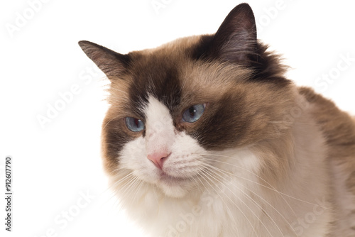 Portrait of purebred Ragdoll cat, isolated on white background