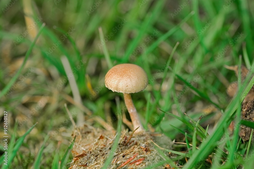 Small round mushroom close up Small round mushroom close up