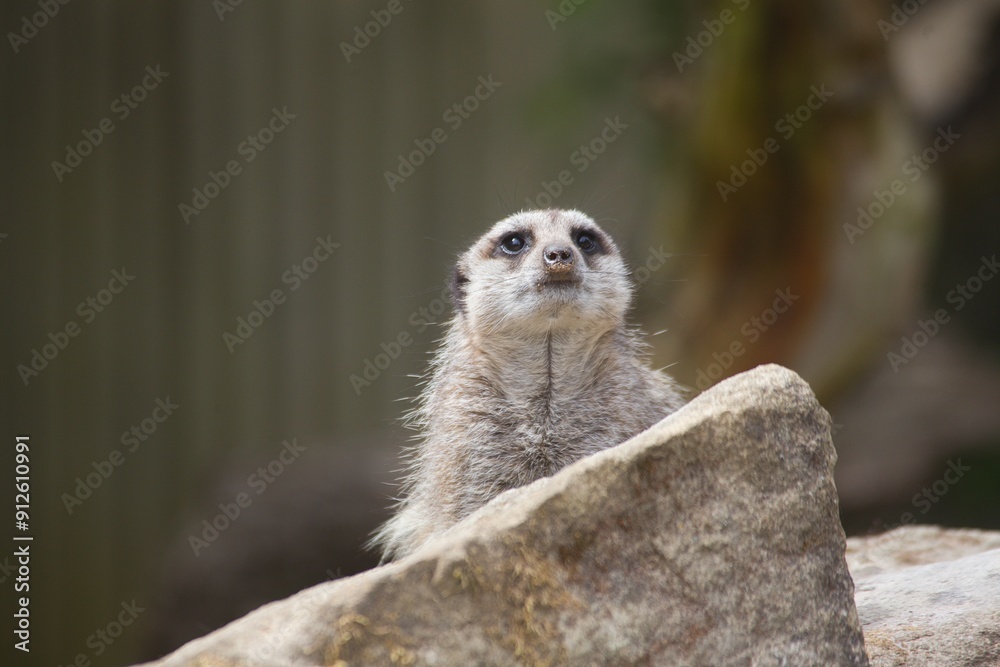 Fototapeta premium Meerkat at the zoo front face view