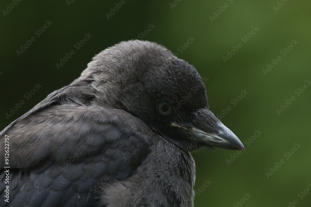 Jackdaw close up head view looking downwards. Jackdaw close up head view looking downwards.