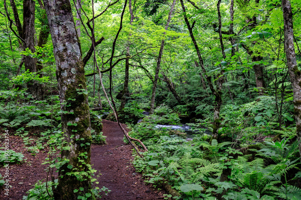 Serene Forest Path Winding Through a Lush Green Oasis, Oirase, Aomori, Japan Serene Forest Path Winding Through a Lush Green Oasis, Oirase, Aomori, Japan