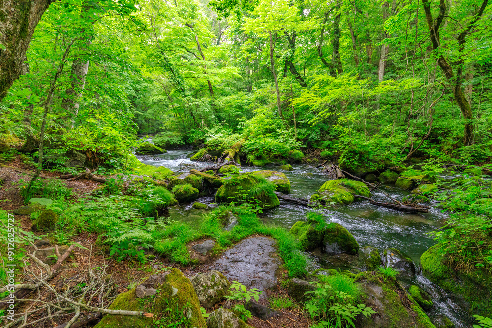 Serene Waters Flowing Through Lush Oirase Forest, Aomori, Japan Serene Waters Flowing Through Lush Oirase Forest, Aomori, Japan