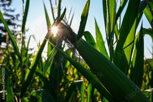 Cob of corn is illuminated by the setting sun in a field of crops