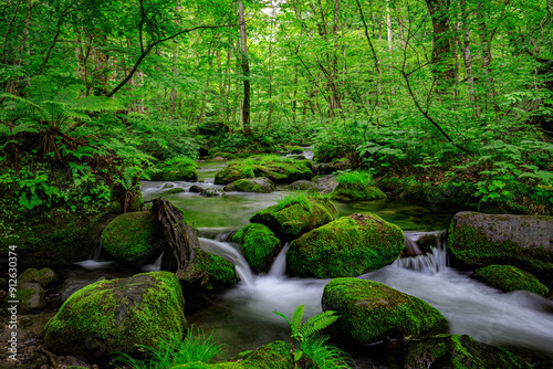 Rushing Waters of Oirase River Amidst Dense Greenery in Japan, Aomori, Japan