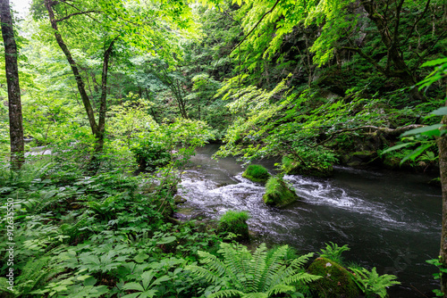 Lush Greenery Surrounding a Flowing Stream in Oirase Gorge, Aomori, Japan