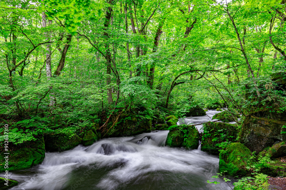 Flowing Waters of Oirase River in Lush Aomori Forest