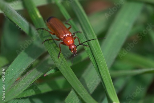 Red soldier beetle insect close up