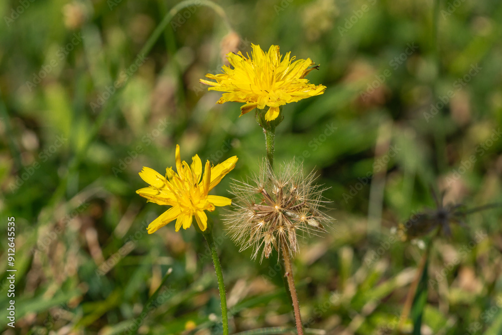 Close up of 2 bristly hawkbit flowers (Leontodon hispidus), and one blowball with seeds Close up of 2 bristly hawkbit flowers (Leontodon hispidus), and one blowball with seeds