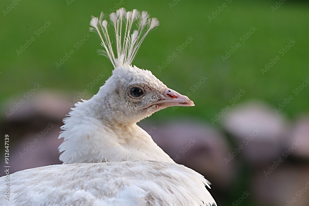 head with a crest of a white peacock on a green background head with a crest of a white peacock on a green background