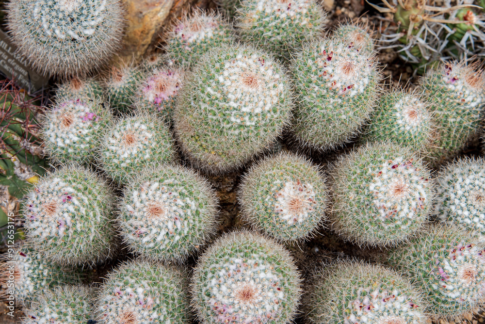 cactus in the garden