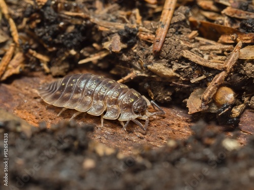 Crustacean Oniscus asellus, the common woodlouse, or common shiny woodlouse, macro.