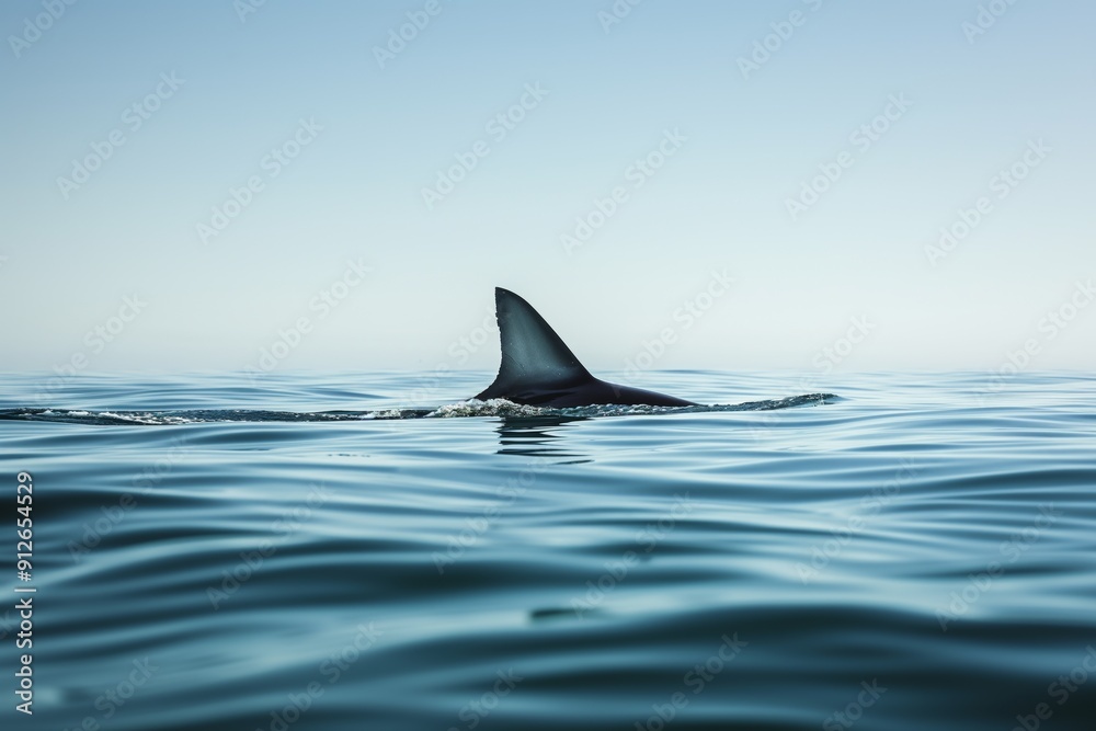 Fototapeta premium Shark fin sticking out of the water, a high-risk area