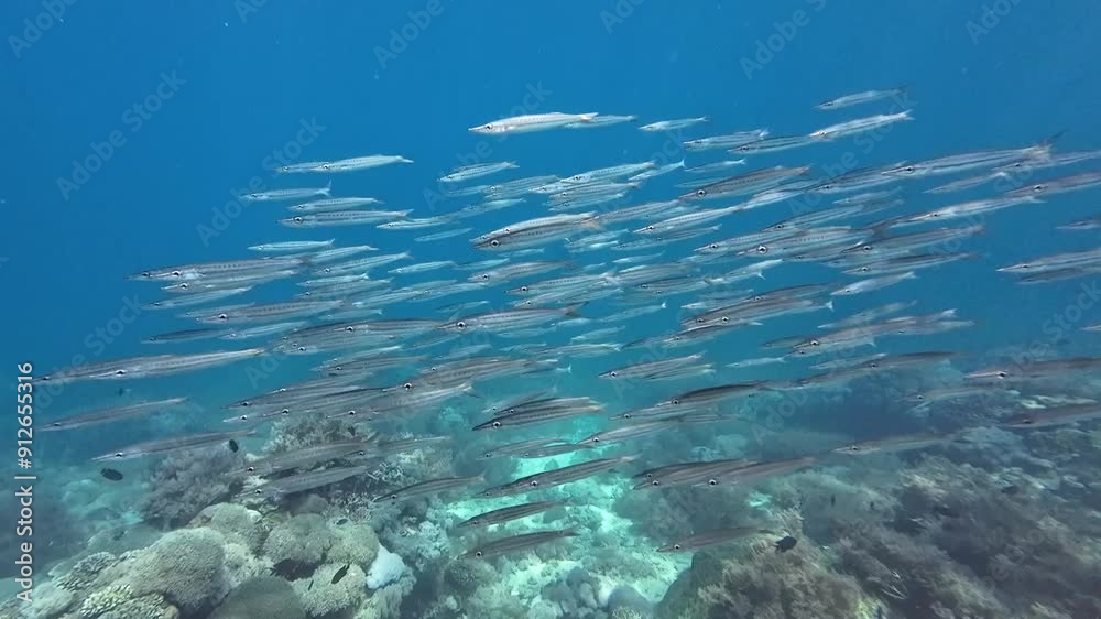A school of barracudas swims over a coral reef. A large school of barracudas swims in the water column among the corals. A school of barracudas swims over a coral reef. A large school of barracudas swims in the water column among the corals.