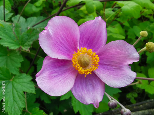 Blüte der Anemone