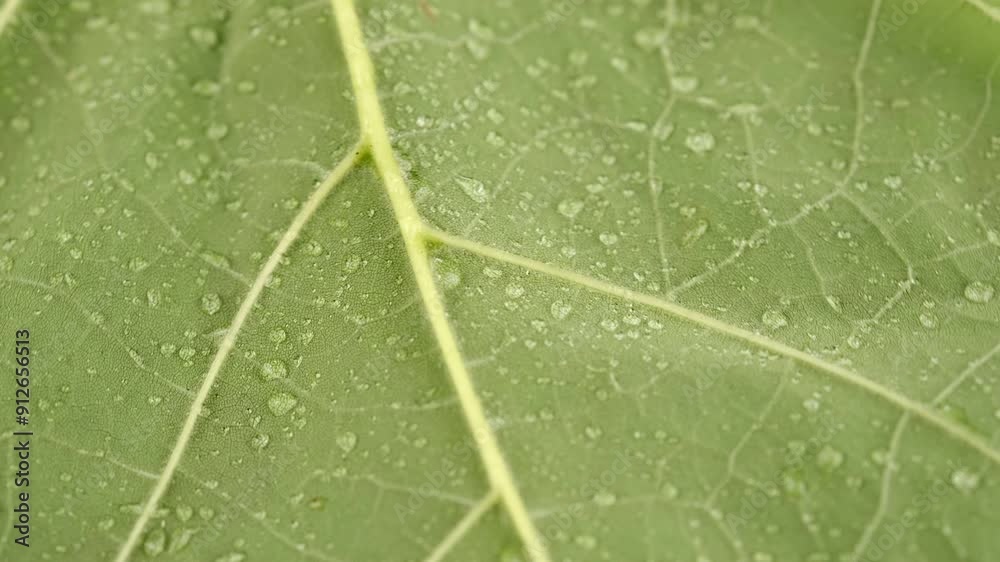 Cell structure view of leaf surface with water drops showing plant Cells for education. Green fresh leaf in macro shot background. Bright leaves of plant or tree with texture. Nature concept Cell structure view of leaf surface with water drops showing plant Cells for education. Green fresh leaf in macro shot background. Bright leaves of plant or tree with texture. Nature concept