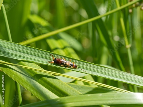 Earwig (Forficula auricularia) crawling on a green blade of grass. Close up.