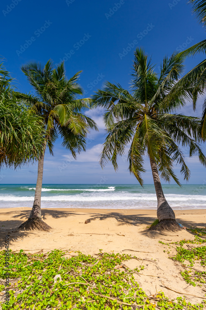 Fototapeta premium Summer background of Coconut Palm trees on white sandy beach Landscape nature view Romantic ocean bay with blue water and clear blue sky over sea at Phuket island Thailand.