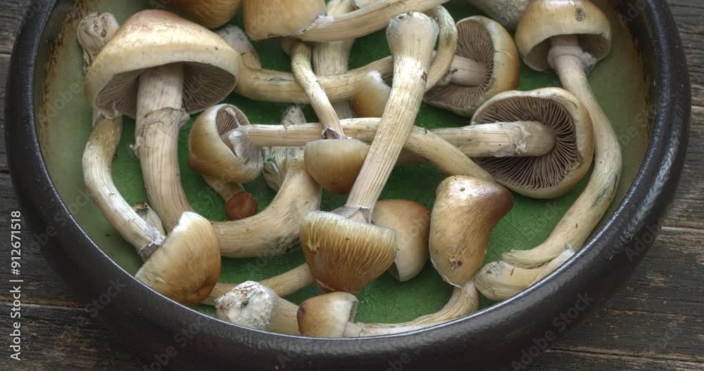 Close-up of psychedelic psilocybin mushrooms Golden Teacher on rustic wooden table. Psilocybe Cubensis raw mushrooms. Micro-dosing concept. Table spin. Close-up of psychedelic psilocybin mushrooms Golden Teacher on rustic wooden table. Psilocybe Cubensis raw mushrooms. Micro-dosing concept. Table spin.