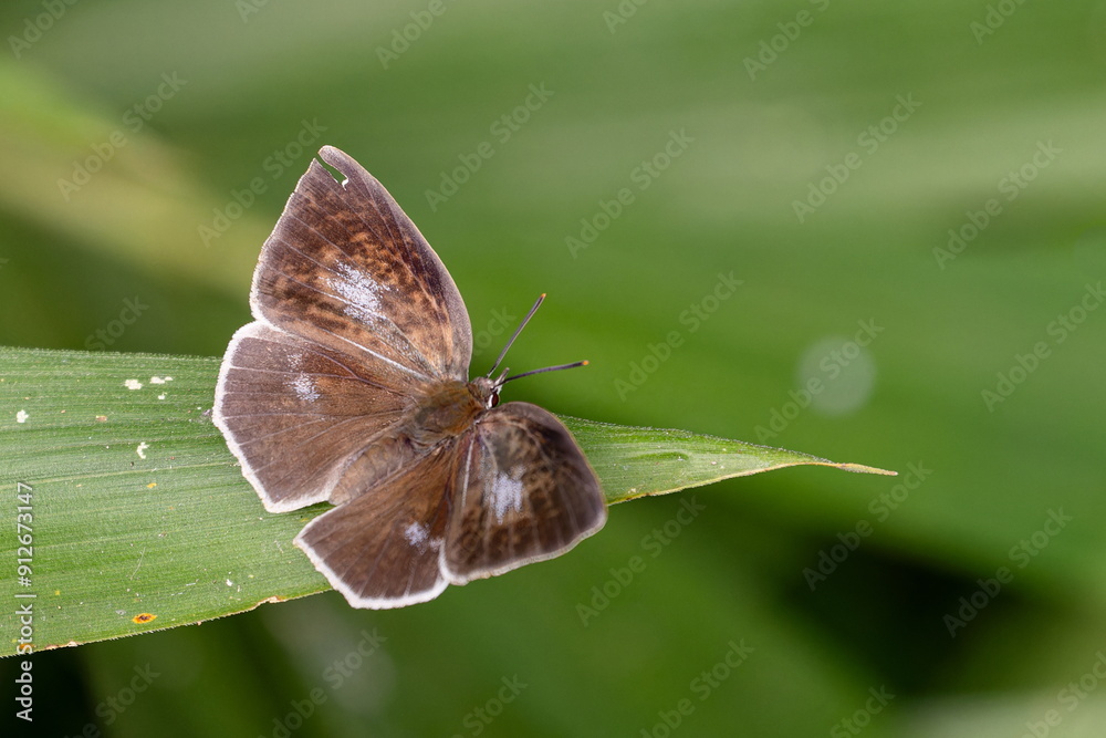 Obraz premium ウラギンシジミ メス03