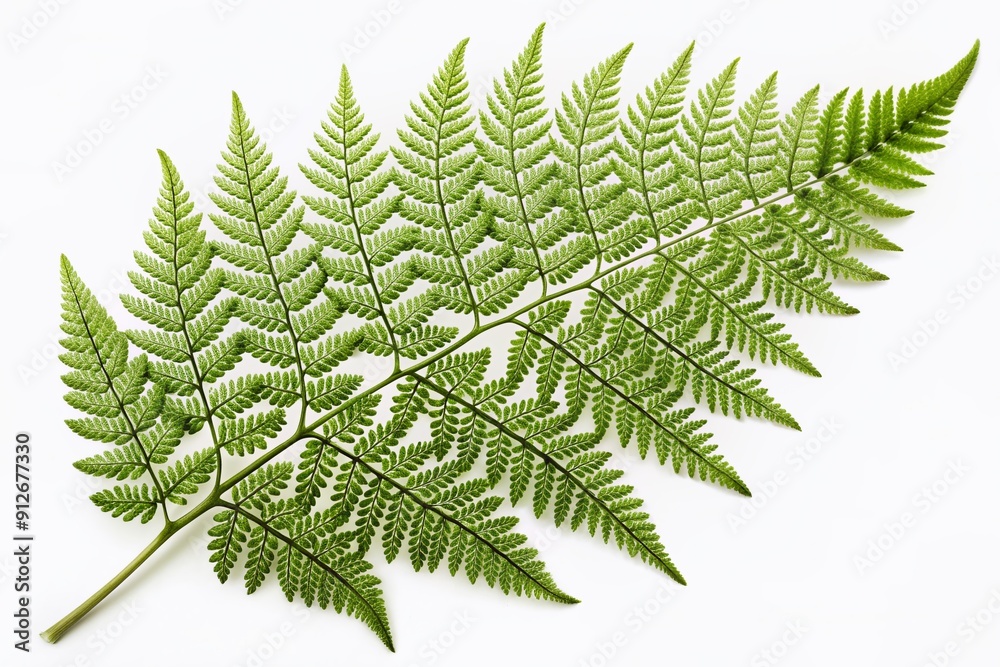 Delicate, intricate green fern leaf with lacy fronds and whorled patterns isolated on a white background, perfect for botanical art or decorative design accents. Delicate, intricate green fern leaf with lacy fronds and whorled patterns isolated on a white background, perfect for botanical art or decorative design accents.