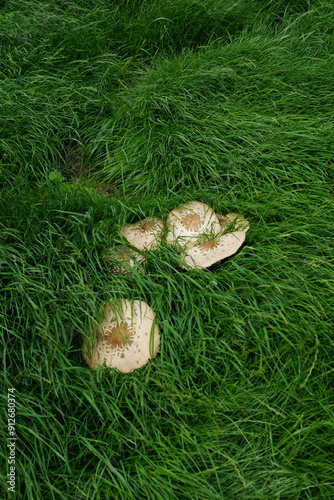 Chlorophyllum molybdites, commonly known as the green-spored parasol, false parasol, green-spored lepiota and vomiter, is a poisonous widespread mushroom. Scottish Borders, UK photo