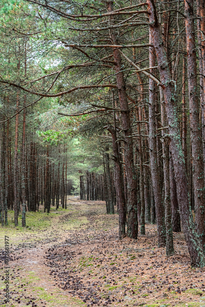 Trail in the coniferous pine forest of the Curonian spit national Park. Russia