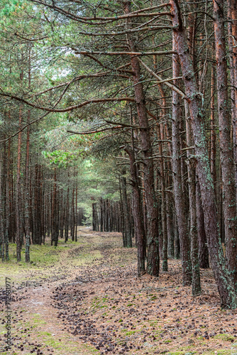 Obraz na płótnie Trail in the coniferous pine forest of the Curonian spit national Park. Russia w salonie