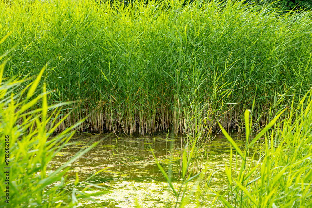 Obraz premium field of tall grass with a pond in the middle
