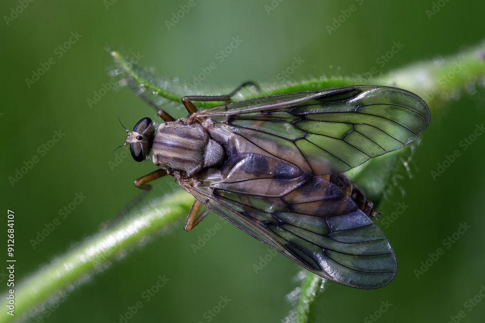 Gemeine Schnepfenfliege - Rhagio scolopaceus Gemeine Schnepfenfliege - Rhagio scolopaceus