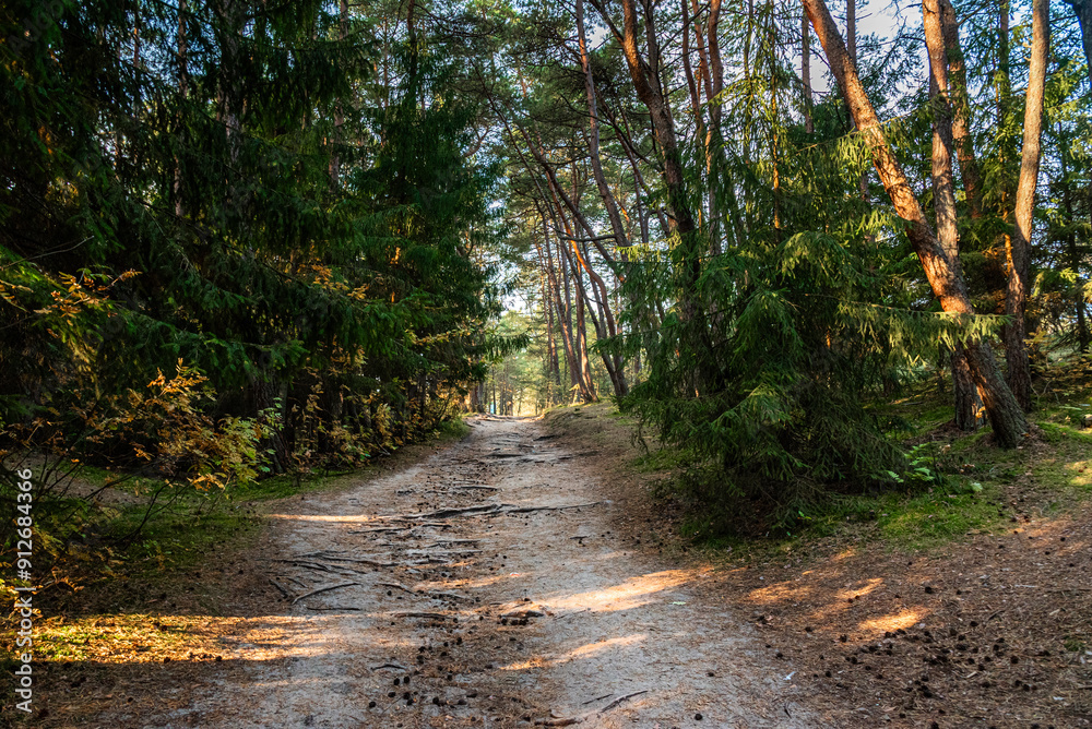 Trail in the coniferous pine forest to Height Muller of the Curonian spit national Park. Russia