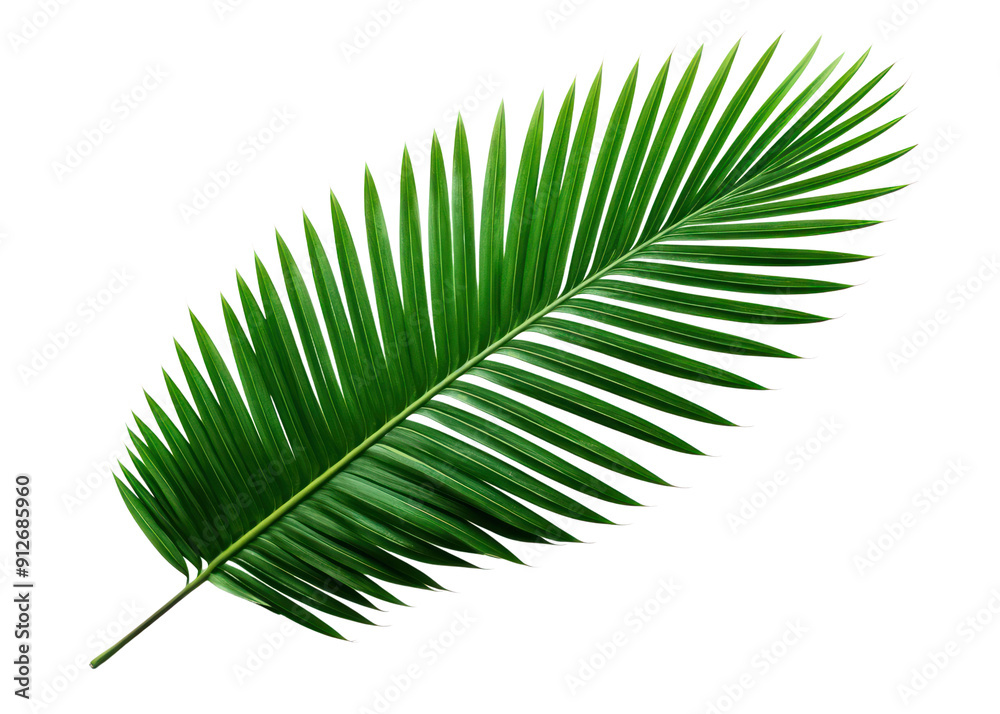 Fototapeta premium PNG Plant green leaf tree.