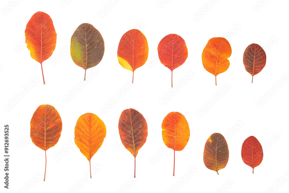 Fototapeta premium Autumn leaves on a white background