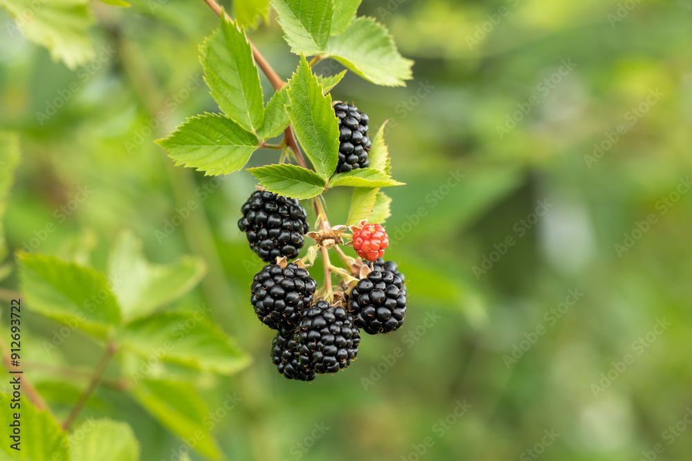 Close-up of blackberries on a branch Close-up of blackberries on a branch