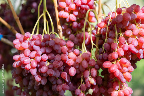 Close-up of bunches of pink grapes