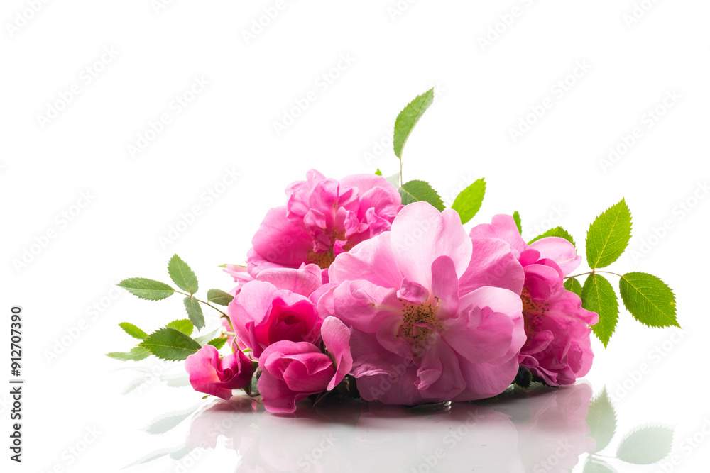 Beautiful pink rose on a white background Beautiful pink rose on a white background