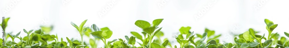 Fresh green leaves on white, panoramic nature banner. Fresh green leaves on white, panoramic nature banner.