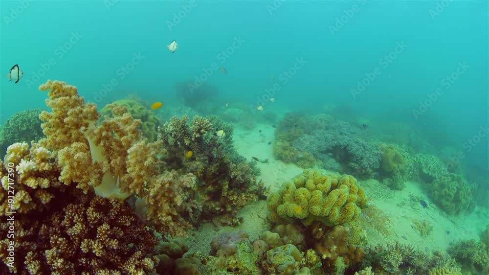 Underwater Scene Coral Reef. Tropical underwater sea fishes. Philippines. Underwater Scene Coral Reef. Tropical underwater sea fishes. Philippines.