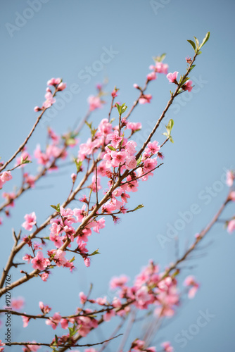 pink cherry blossom