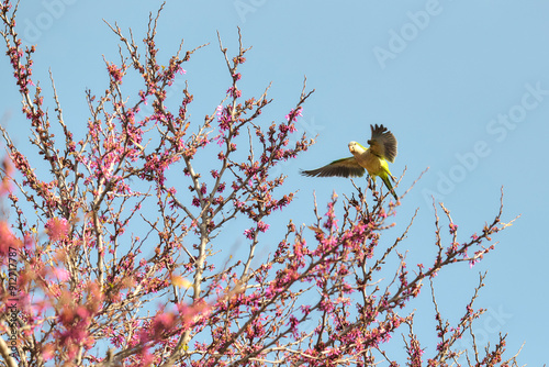 parrot on flowers