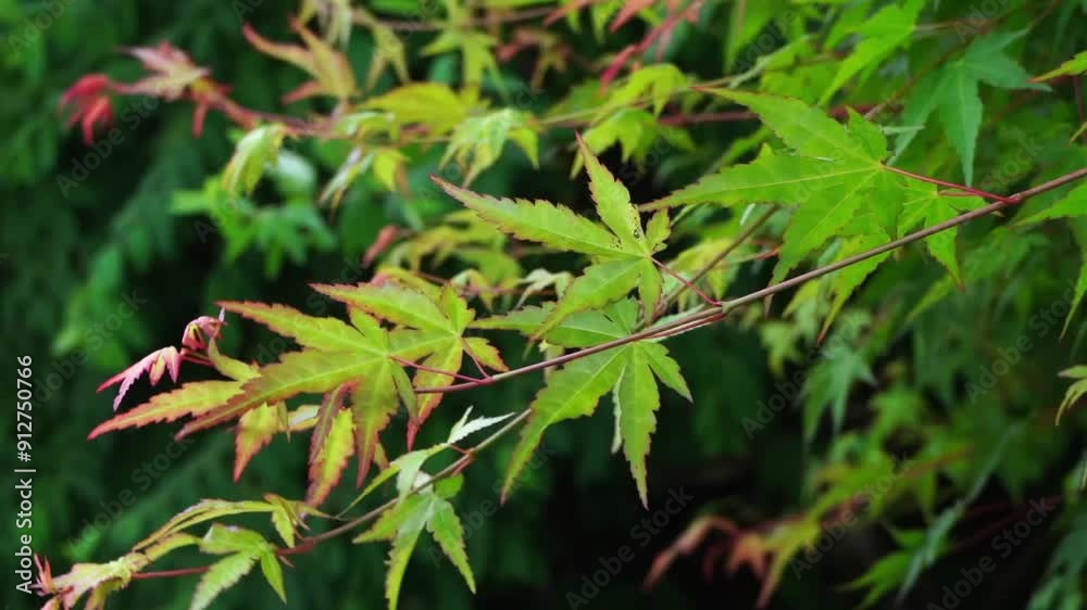 a green maple tree swaying in the wind a green maple tree swaying in the wind