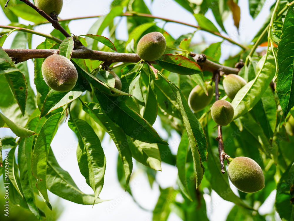 Fotografi a plum tree whose fruit ripens deliciously