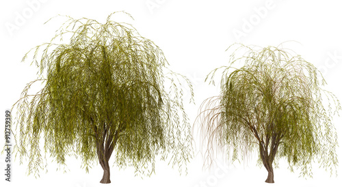 Golden Weeping Willow Trees on Black