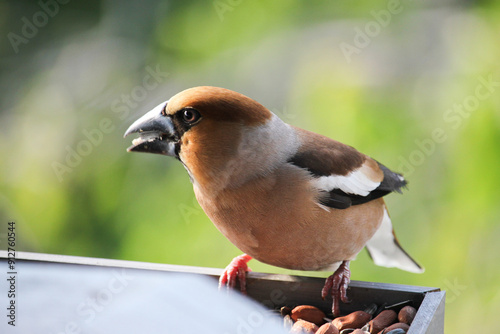 hawfinch eating