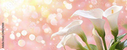 White cala Lilies on Pastel Pink Background Description