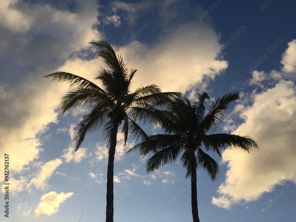 Obraz premium Palm Trees in the sunset in Palm Beach, Florida