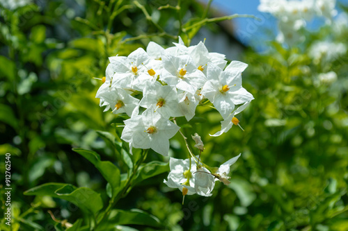 Manojos de flores blancas de falso jazmín photo