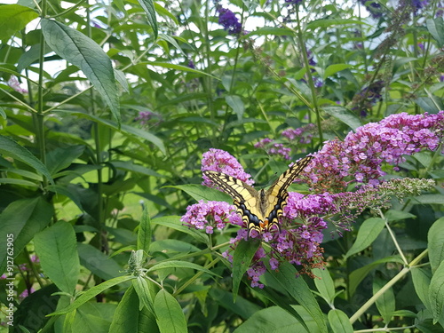 Schmetterling: Schwalbenschwanz auf einem Sommerflieder photo